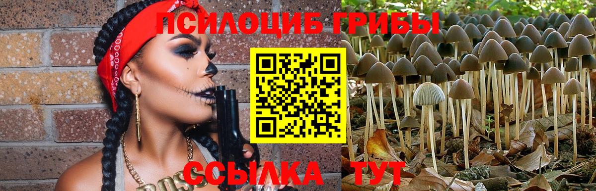 Псилоцибиновые грибы Psilocybe  Вход с VPN  купить  цена  Россия 
